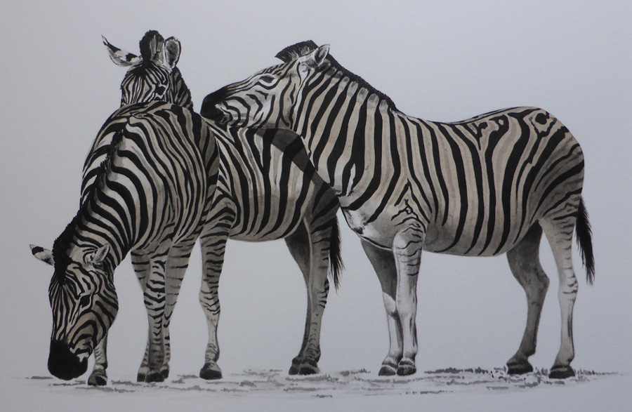 Zebras Watercolour